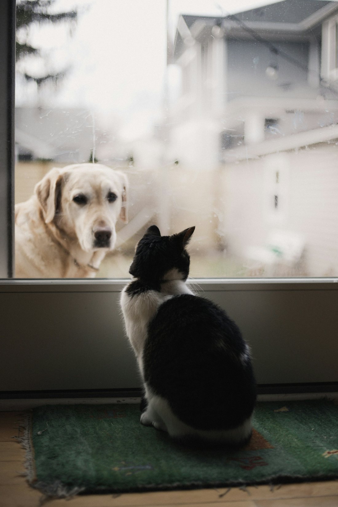 A black and white cat sitting on a doormat, watching a pale Labrador through the glass door.