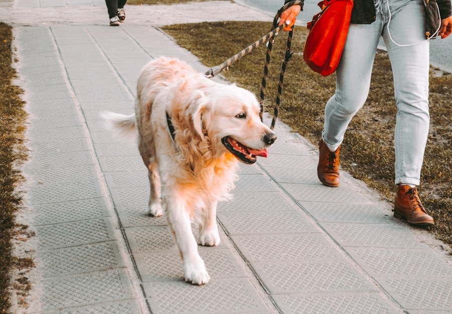 A golden retriever walking on a lead beside its owner on a pavement.