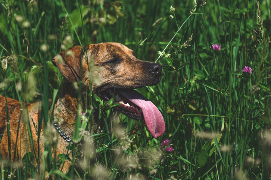 A brindle dog lying in long summer grass, panting hard with its tongue out.