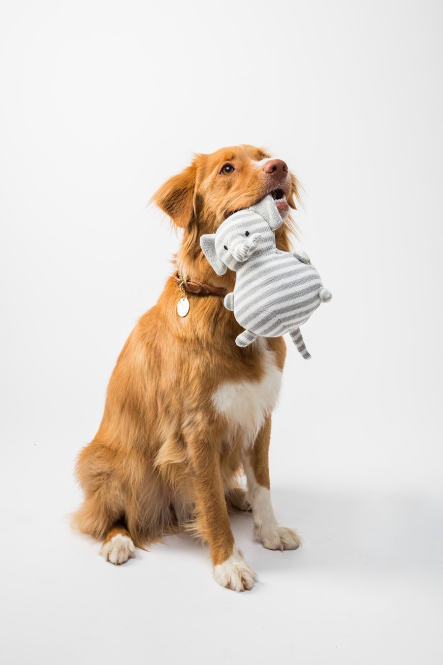 A red-gold retriever sitting and holding a grey striped plush toy in its mouth.