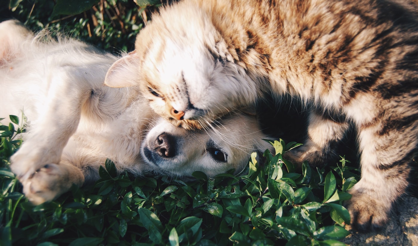 A cream puppy and a tabby cat curled up together in grass, dozing in the sun.